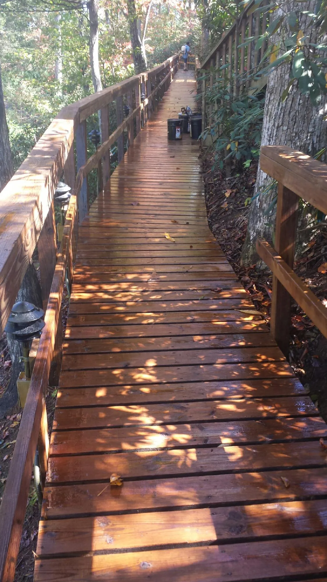 Freshly stained wood walkway winding through the woods in Washington